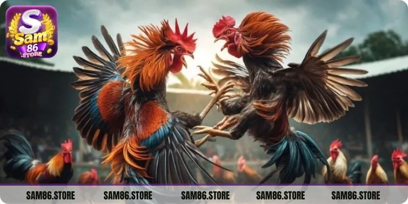 Đá Gà Sam86 là sự lựa chọn được ưu tiên hàng đầu 
